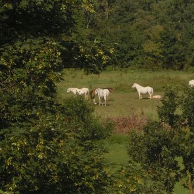 2010 Horses Esher 1
