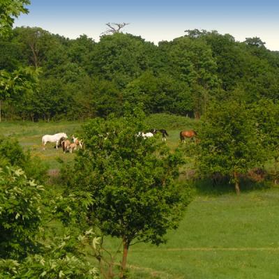 2010 Horses Esher 2