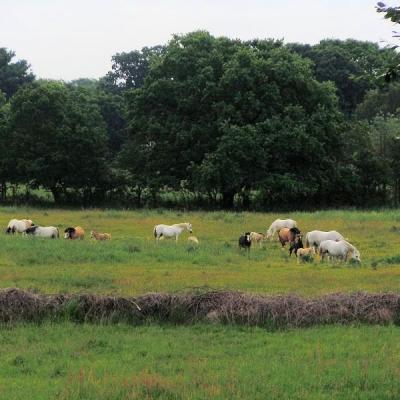 2010 Horses Esher 3